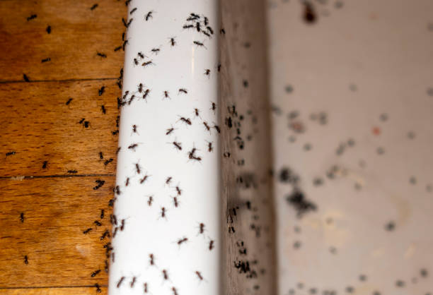 Best Wasp Removal Services  in New Cumberland, PA